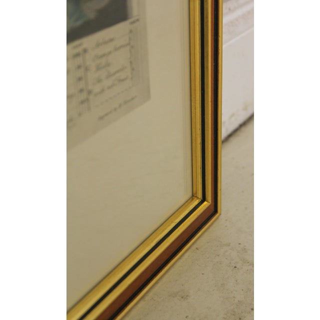 Colonial Williamsburg Dietz Press Botanical Print December Chairish