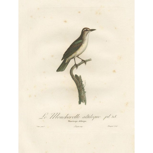 This sumptuous and rare antique bird print, titled "le moucherolle altiloque," is a large, meticulously detailed...