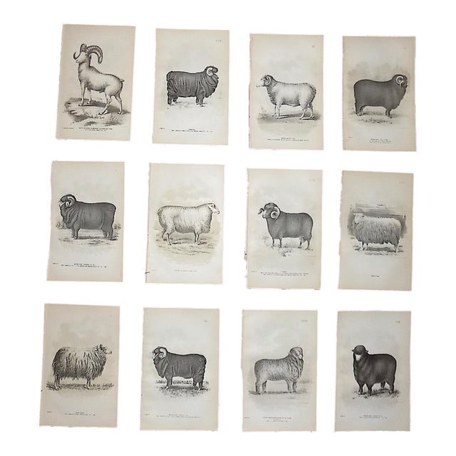 Authentic Antique 19th Century Sheep Stone Lithographs - Set of 12 For Sale