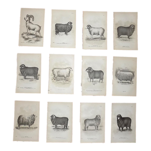 Authentic Antique 19th Century Sheep Stone Lithographs - Set of 12
