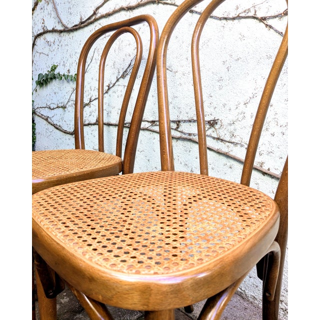 Cane and Bentwood Chairs, 1960s, Set of 2 For Sale - Image 4 of 8