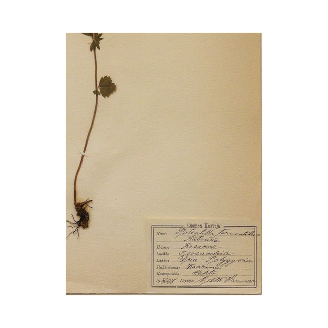 1900 - 1909 Antique Vintage Herbarium - Tormentil, Circa 1908 For Sale - Image 5 of 5