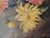 Yellow Early 20th C Oil Painting of Chrysanthemums For Sale - Image 8 of 12