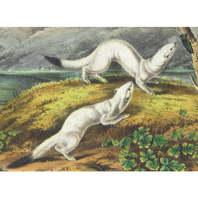 Original first edition Audubon stone lithograph from "The Viviparous Quadrupeds of North America", octavo edition, printed...