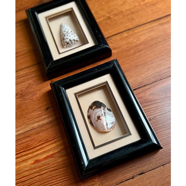 Pair of Vintage Framed Sea Shells For Sale - Image 6 of 8