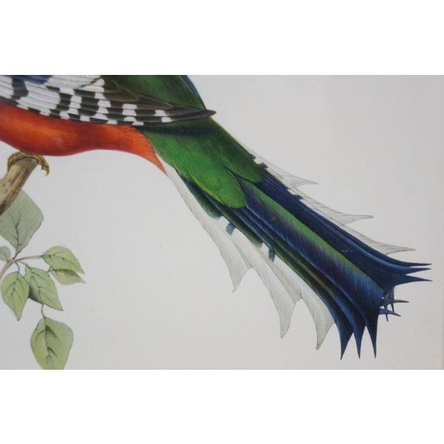 Mid 19th Century Antique J&e Gould Ornithological Trogon Temnurus Cuban Bird Lithograph Print 13", Framed For Sale - Image 6 of 11