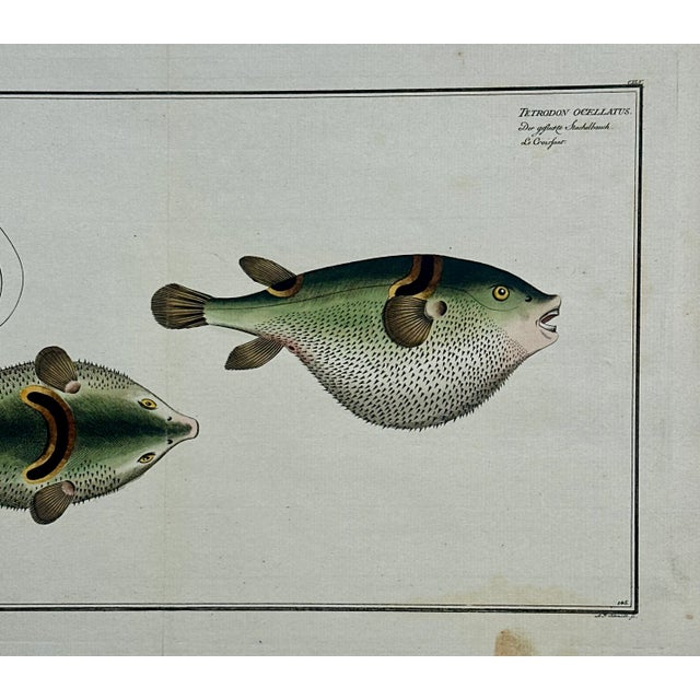 Puffer Fish Original Print by Bloch, 1782 For Sale - Image 4 of 5