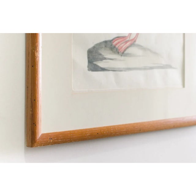 Antique Rare Hand Colored Etching Framed Puffin Bird by Saverio Manetti Italian, 1700's For Sale In Los Angeles - Image 6 of 8