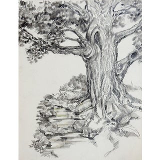 Vintage Drawing of Tree For Sale