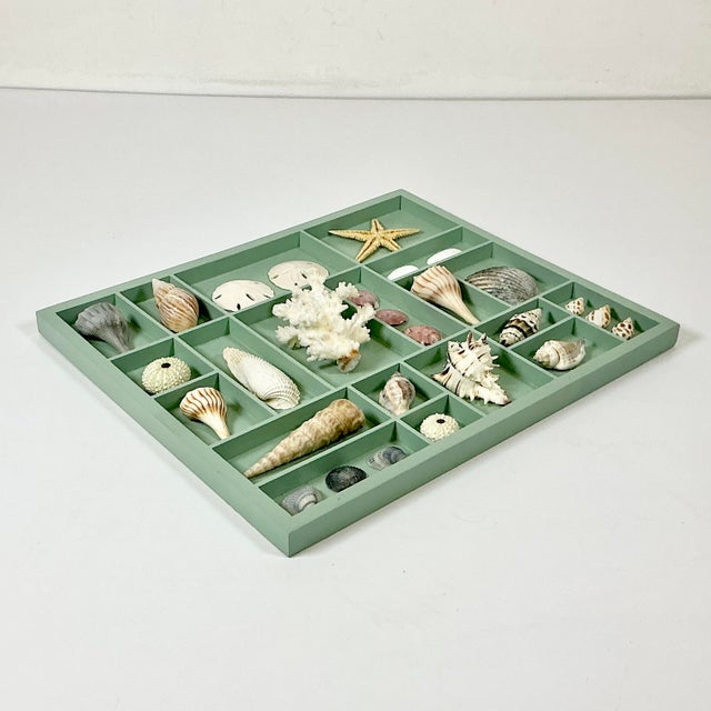 Vintage Coastal Boho Chic Seashell Collection, Sage Divided Shadowbox Decorative Object For Sale - Image 9 of 9