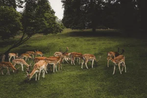 English Countryside Landscape Art – Bucolic Deer Photograph Fine Art Print (Cotswolds, 16x24)