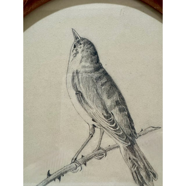 Original graphite pencil drawing depicting a songbird perched on a bare branch, rendered with confident, naturalistic line...
