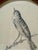 Original graphite pencil drawing depicting a songbird perched on a bare branch, rendered with confident, naturalistic line...