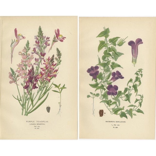 Toadflax and Maurandya Barclayana, 1897, Paper, Set of 2 For Sale - Image 4 of 6