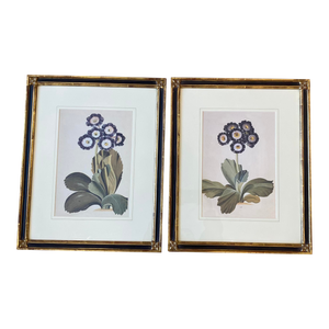 1960s Gilded Black and Gold Gilt Framed Purple Botanical Flower Prints - Set of 2