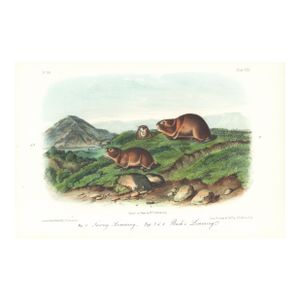 1854 Audubon Quadruped Octavo Lithograph "Plate 120 Tawny Lemming and Back's Lemming"