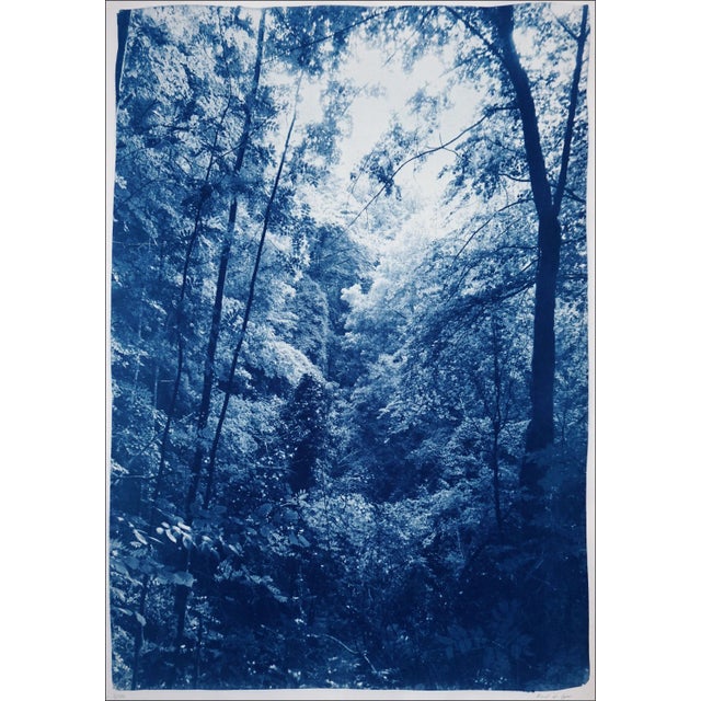 "Soft Light in the Woods" Contemporary Landscape Handmade Cyanotype Print on Watercolor Paper For Sale