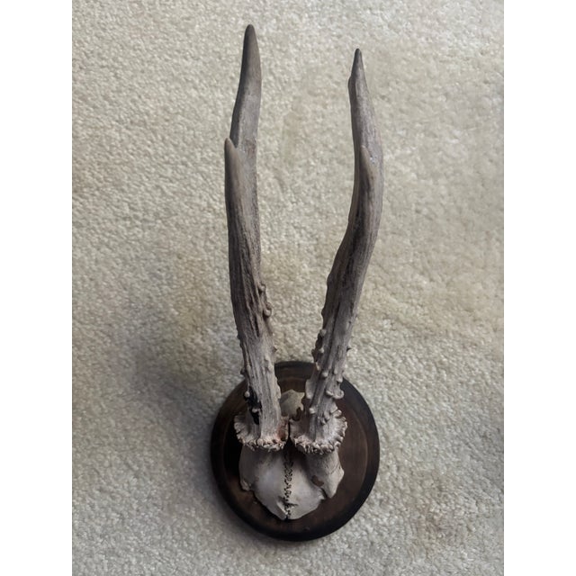 Set of five Austrian or German Roe Buck Antlers, late 19th/early 20th century. Four are mounted on round black wooden...