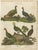 Longman, Hurst, Rees, Orme & Brown, Gallinae Plate IV, Poultry, 1811, Print For Sale - Image 3 of 7