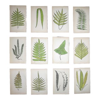 Antique 19th Century Botanical Fern Wood Engravings - Set of 12 For Sale