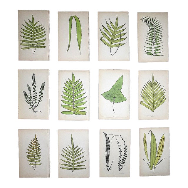 Antique 19th Century Botanical Fern Wood Engravings - Set of 12 For Sale