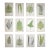 Antique 19th Century Botanical Fern Wood Engravings - Set of 12 For Sale