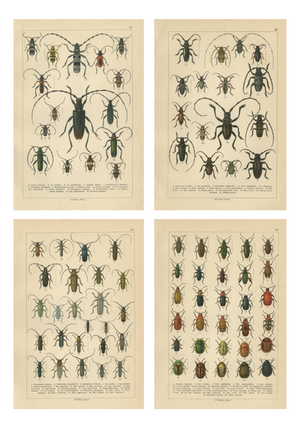 Calwer, Beetles, European Species Plates, 1893, Chromolithographs, Set of 4