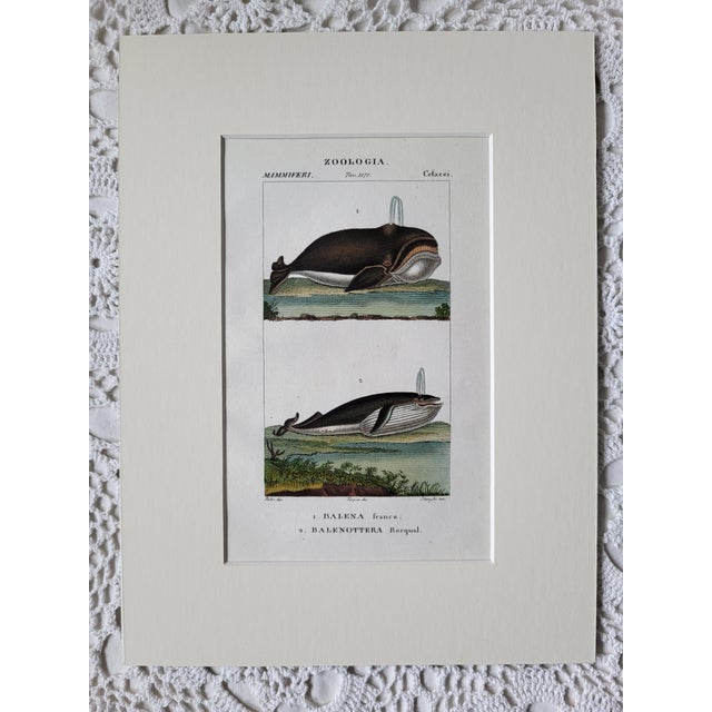 1842 Fne Hand Colored Copperplate Whale Engraving, Florence, Italy For Sale - Image 4 of 4