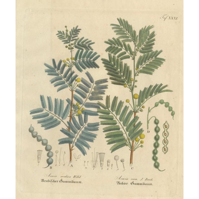Antique Gum Arabic Botanical Print, Acacia Arabica & Acacia Vera, c.1831 This original botanical engraving depicts two...