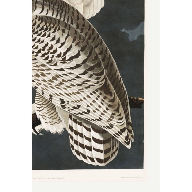 Not Yet Made - Made To Order Snowy Owl, 1827 – John James Audubon Vintage Bird Art Print, 32" X 48" For Sale - Image 5 of 10