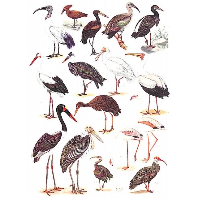 Traditional "The Birds of South Africa" 1944 Roberts, Dr. Austin For Sale - Image 3 of 8