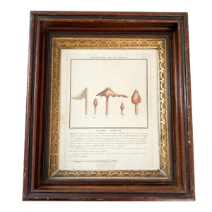 French Botanical Mushroom "L'Argaric Safrané" Illustration From 1700's, Antique Framed Etched Botany Art