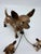 Vintage Chihuahua Ceramic Figurine For Sale - Image 4 of 7