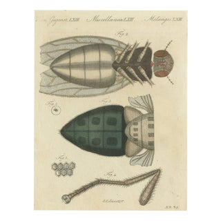 Bertuch, House Fly and Compound Eye Magnified, 1805, Print For Sale