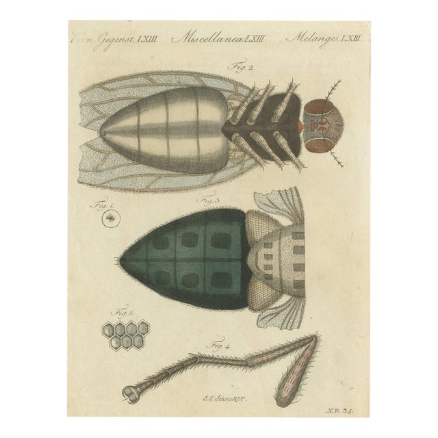 Bertuch, House Fly and Compound Eye Magnified, 1805, Print For Sale