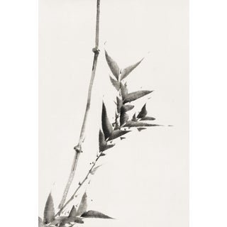 Hokusai Bamboo Study, Vintage Japanese Art Print, 24" X 36" For Sale