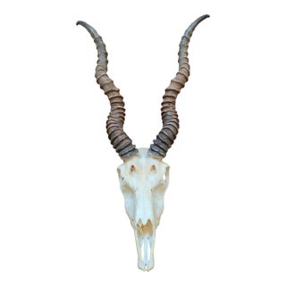 Rustic Blackbuck Skull For Sale