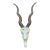 Rustic Blackbuck Skull For Sale