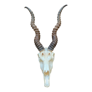 Rustic Blackbuck Skull