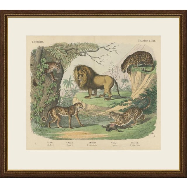 This antique natural history print shows a lion, a jaguar, a leopard, a lynx and a cheetah, an original plate from c. F....