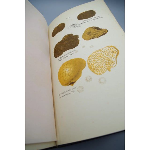 Antiquarian French Mushrooms: Les Champignons For Sale - Image 9 of 11