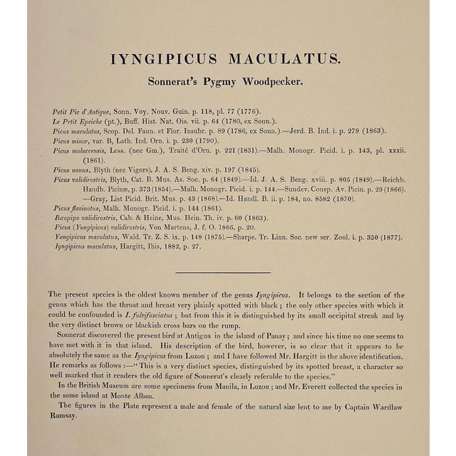 Woodpeckers, Sonnerat's Pygmy: A 19th C. Gould Hand-Colored Lithograph, 1850 For Sale In San Francisco - Image 6 of 6