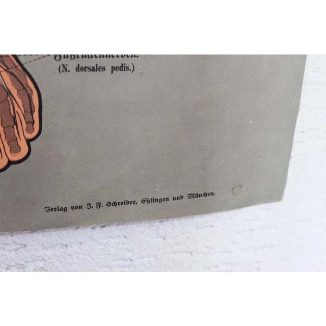 Paper Antique Illustration Anatomy Poster For Sale - Image 7 of 11