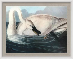 Audubon 19, Framed Artwork