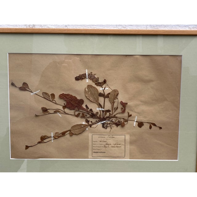 Linen 19th Century French Framed Botanical Specimens by G. Babou - Set of 15 For Sale - Image 8 of 13