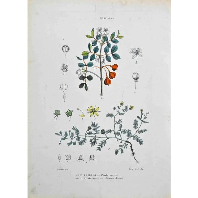 Lithograph hand watercolored. Plate from "Atlante di Botanica popolare ossia Illustrazione di Piante Notevoli di ogni...
