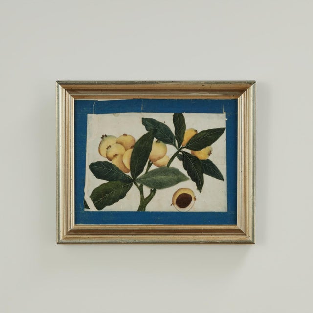 Set of Nine Antique Chinese Botanical Fruit Paintings on Pith Paper For Sale In West Palm - Image 6 of 18