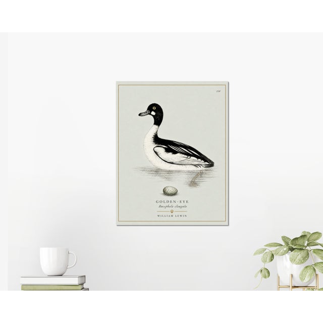 Robin's Egg Blue William Lewin 1789 Waterbirds Fine Art Gallery Board Print - The Golden Eye For Sale - Image 8 of 11
