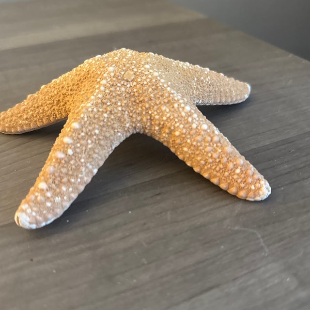An impressive large natural jungle starfish specimen, celebrated for its sculptural form and organic coastal character....