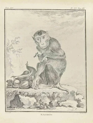 Juste Chevillet, Maimon, Etching, 1771